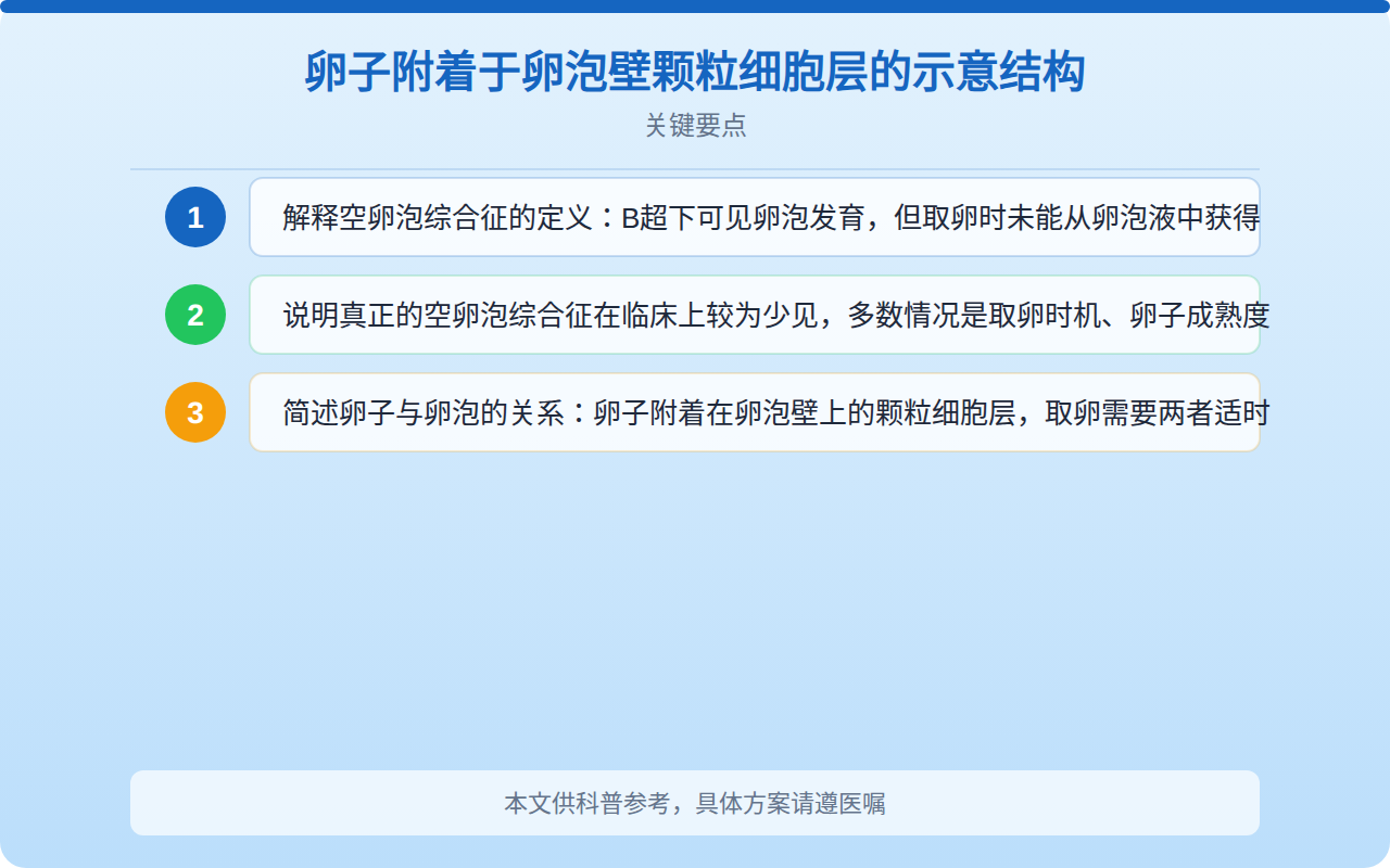 卵子附着于卵泡壁颗粒细胞层的示意结构
