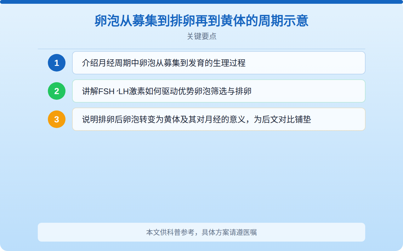 卵泡从募集到排卵再到黄体的周期示意